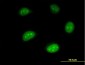 ISG20 Antibody (monoclonal) (M01)